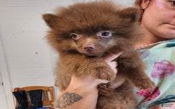 Pomeranian dogs for sale: Teddy - Image 1