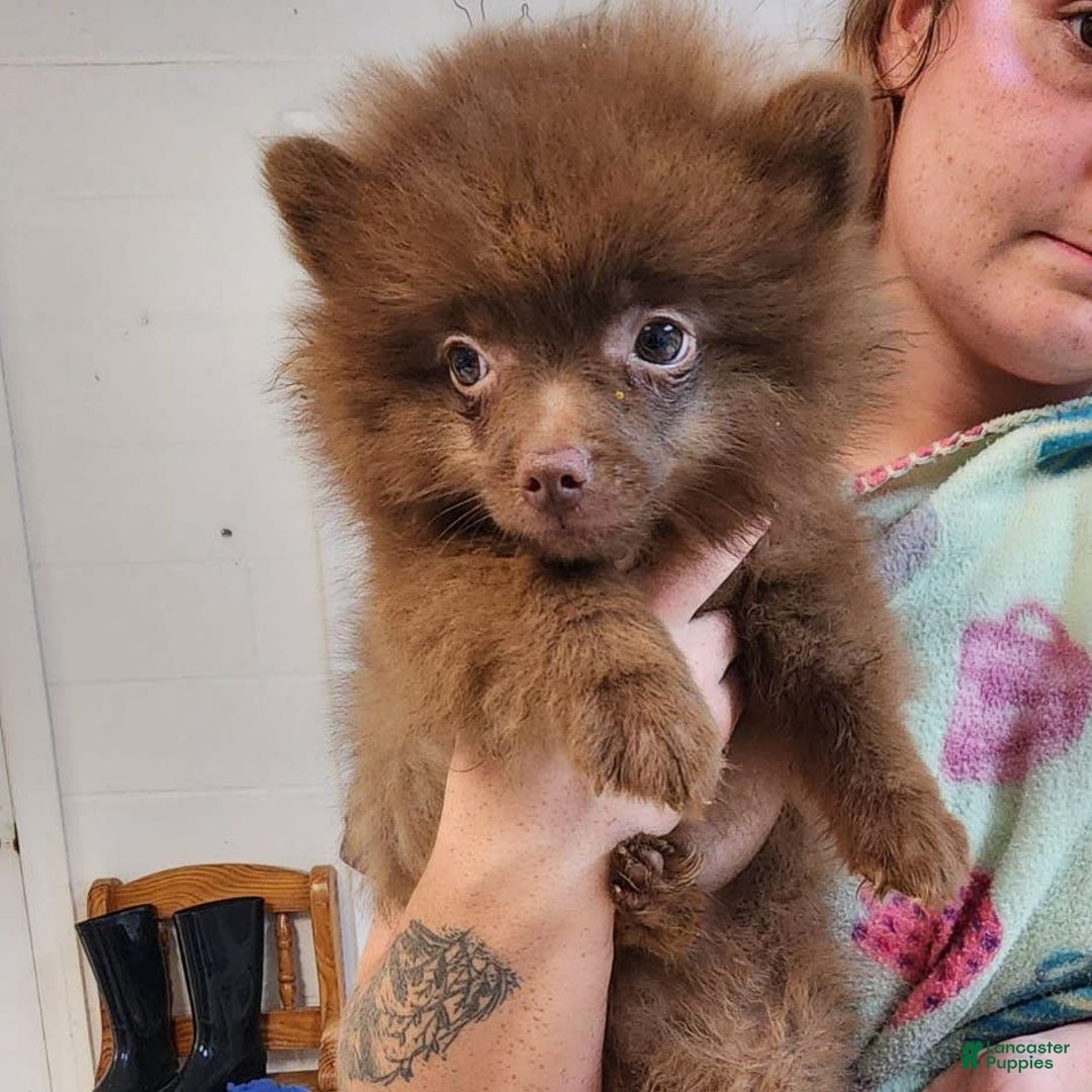 Pomeranian dogs for sale: Teddy - Image 1