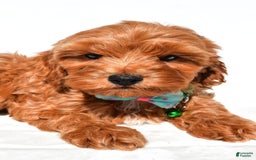 Cockapoo dogs for sale: Skye - Image 3