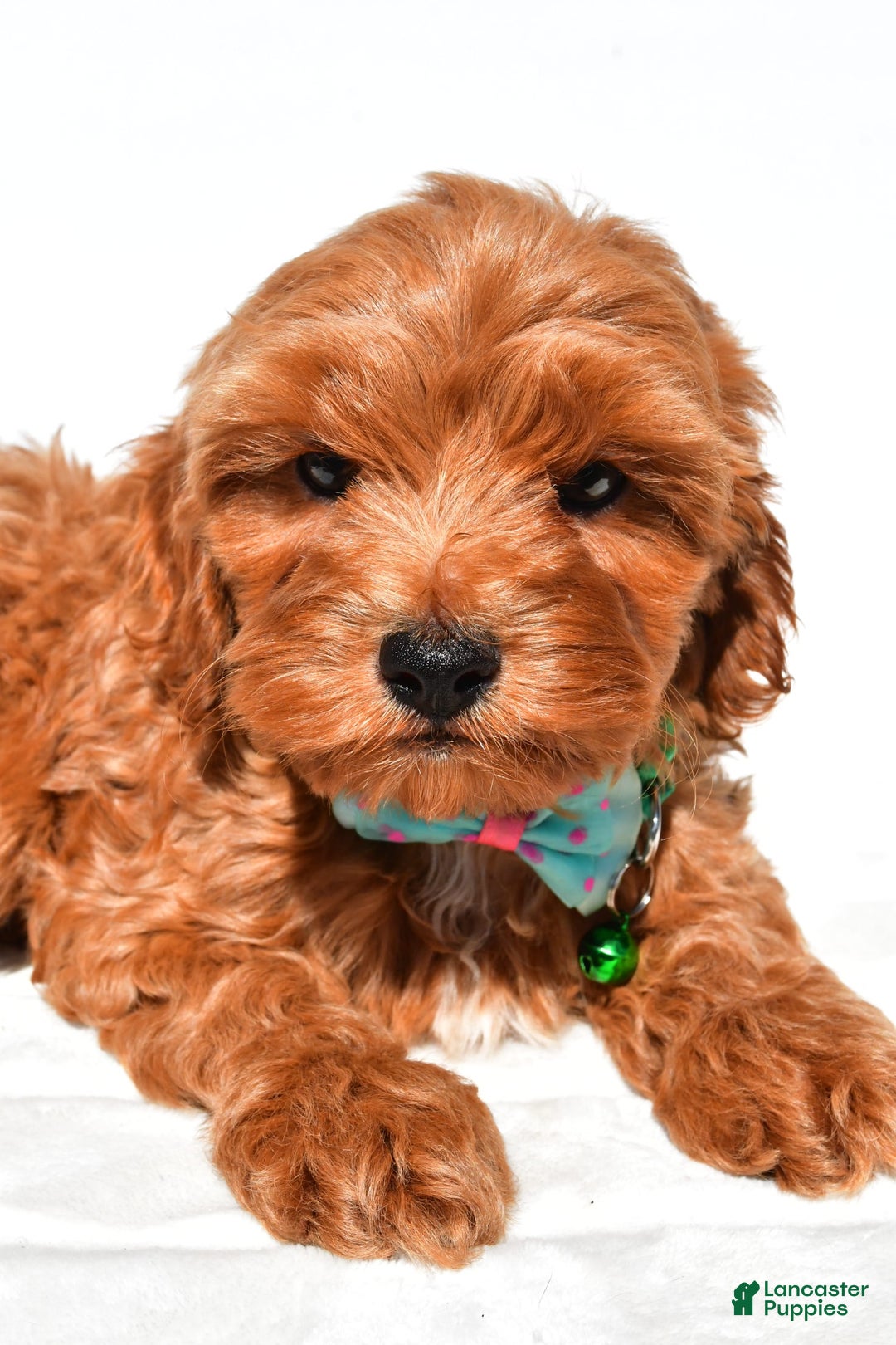 Cockapoo dogs for sale: Skye - Image 3