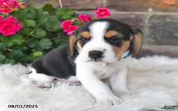 Beagle dogs for sale: Tim - Image 3
