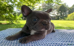 French Bulldog dogs for sale: Belle - Image 4