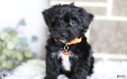 Yorkiepoo dogs for sale: Roo - Image 11