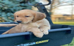 Golden Retriever dogs for sale: Golden Retriever 9 puppies - Image 1