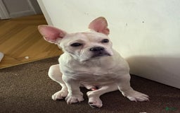 French Bulldog dogs for sale: Owen - Image 4