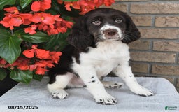 English Springer Spaniel dogs for sale: Captian - Image 2