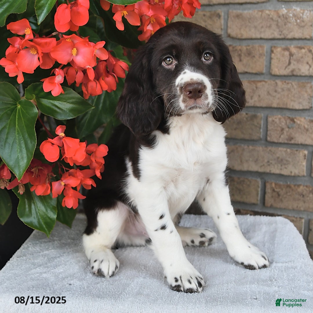 English Springer Spaniel dogs for sale: Captian - Image 2