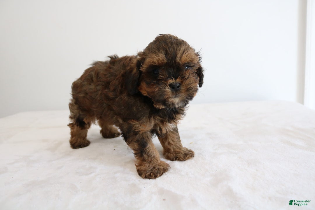 Shihpoo dogs for sale: Lukas - Image 6