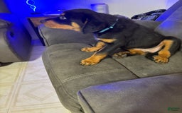 Rottweiler dogs for sale: Light Blue - Image 1