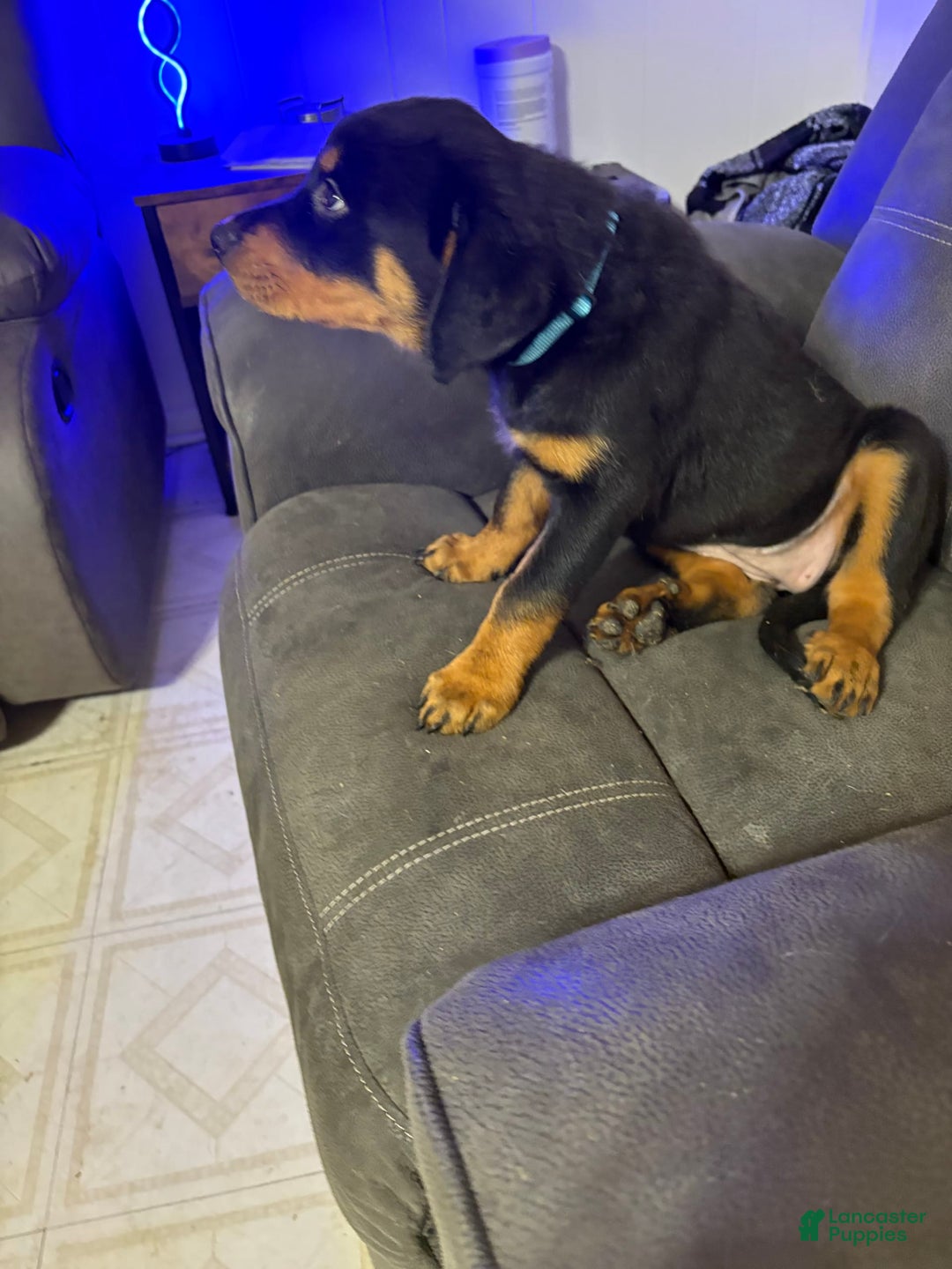 Rottweiler dogs for sale: Light Blue - Image 1