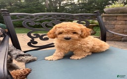 Toy Poodle dogs for sale: Kiko - Image 2