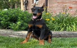 Doberman Pinscher dogs for sale: Rex - Image 2