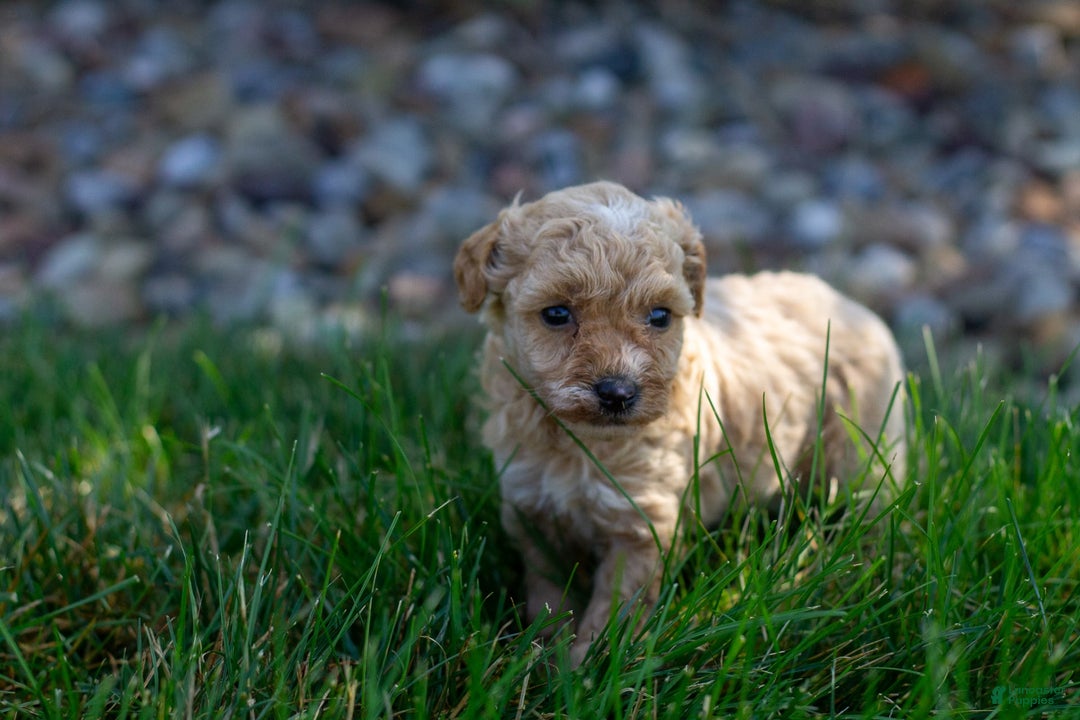 Miniature Poodle dogs for sale: Precious - Image 4