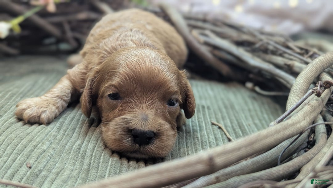 Cavapoo dogs for sale: Apollo - Image 17