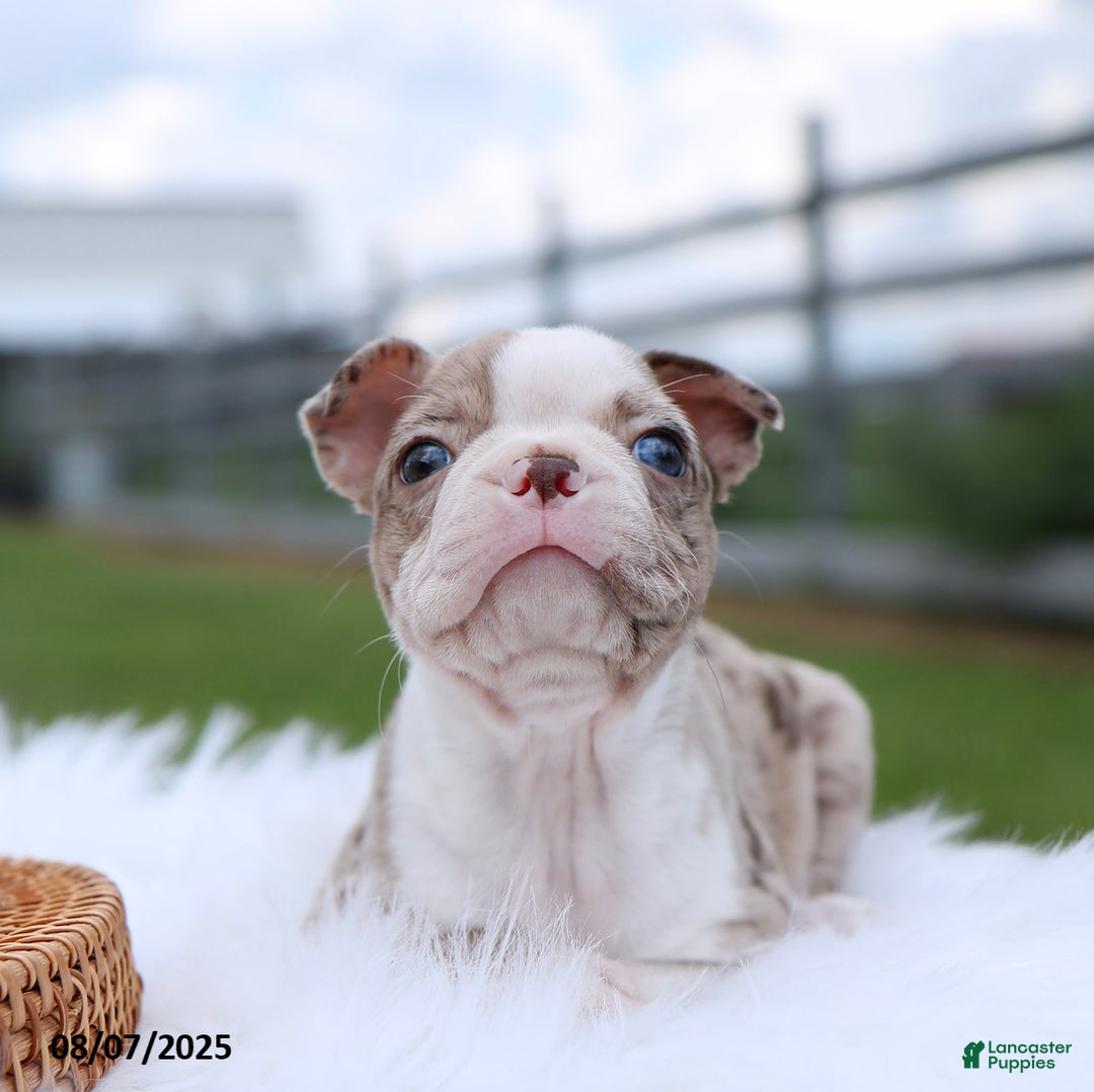 Boston Terrier dogs for sale: Daisy - Image 3