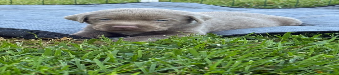Goose