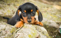 Miniature Dachshund dogs for sale: Heidi - Image 10