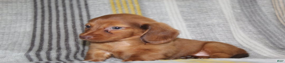 Zoe