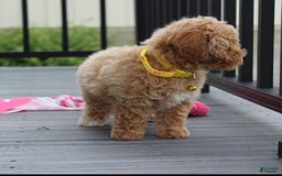 Bichpoo dogs for sale: Addison - Image 10