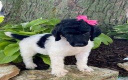 Standard Poodle dogs for sale: Roxy - Image 3