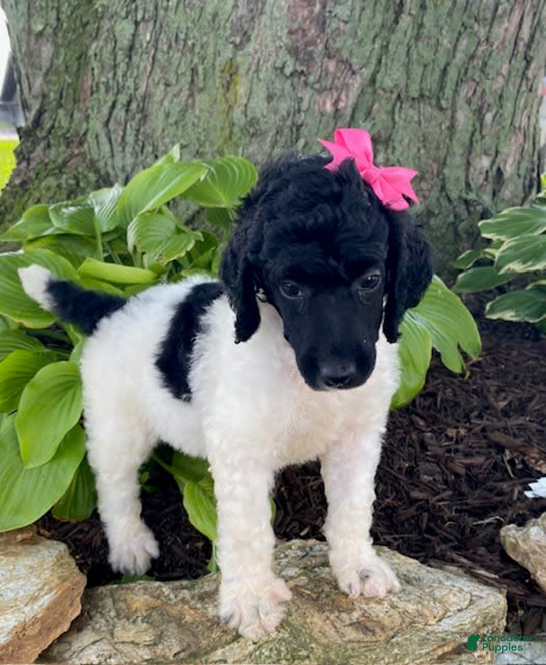 Standard Poodle dogs for sale: Roxy - Image 3