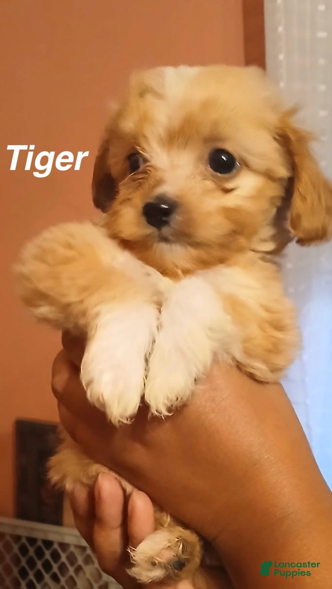 Shihpoo dogs for sale: Tiger - Image 1