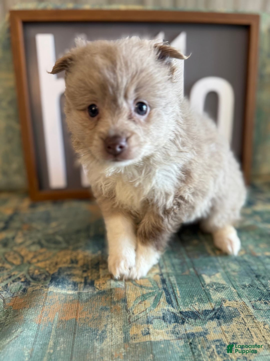 Pomeranian dogs for sale: Alex - Image 7