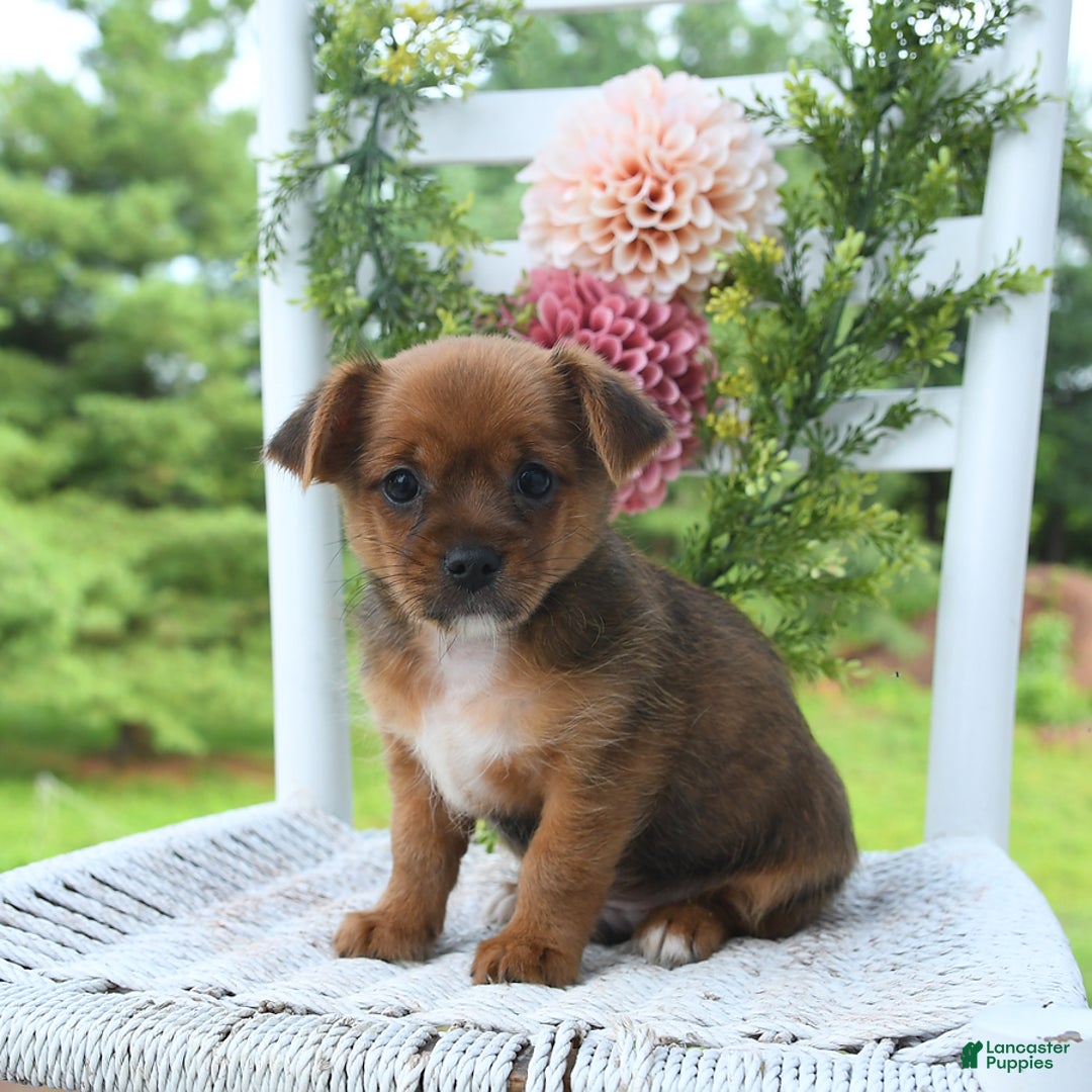 Shorkie dogs for sale: Bill - Image 1