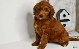Mini Goldendoodle dogs for sale: Betty - Image 4