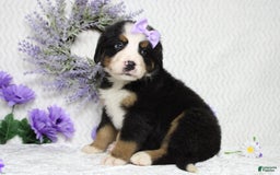 Bernese Mountain Dog dogs for sale: Pebbles - Image 29