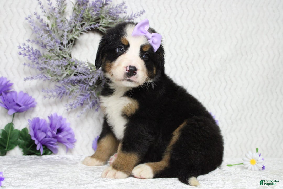 Bernese Mountain Dog dogs for sale: Pebbles - Image 29