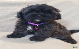 Shihpoo dogs for sale: Elsa - Image 4
