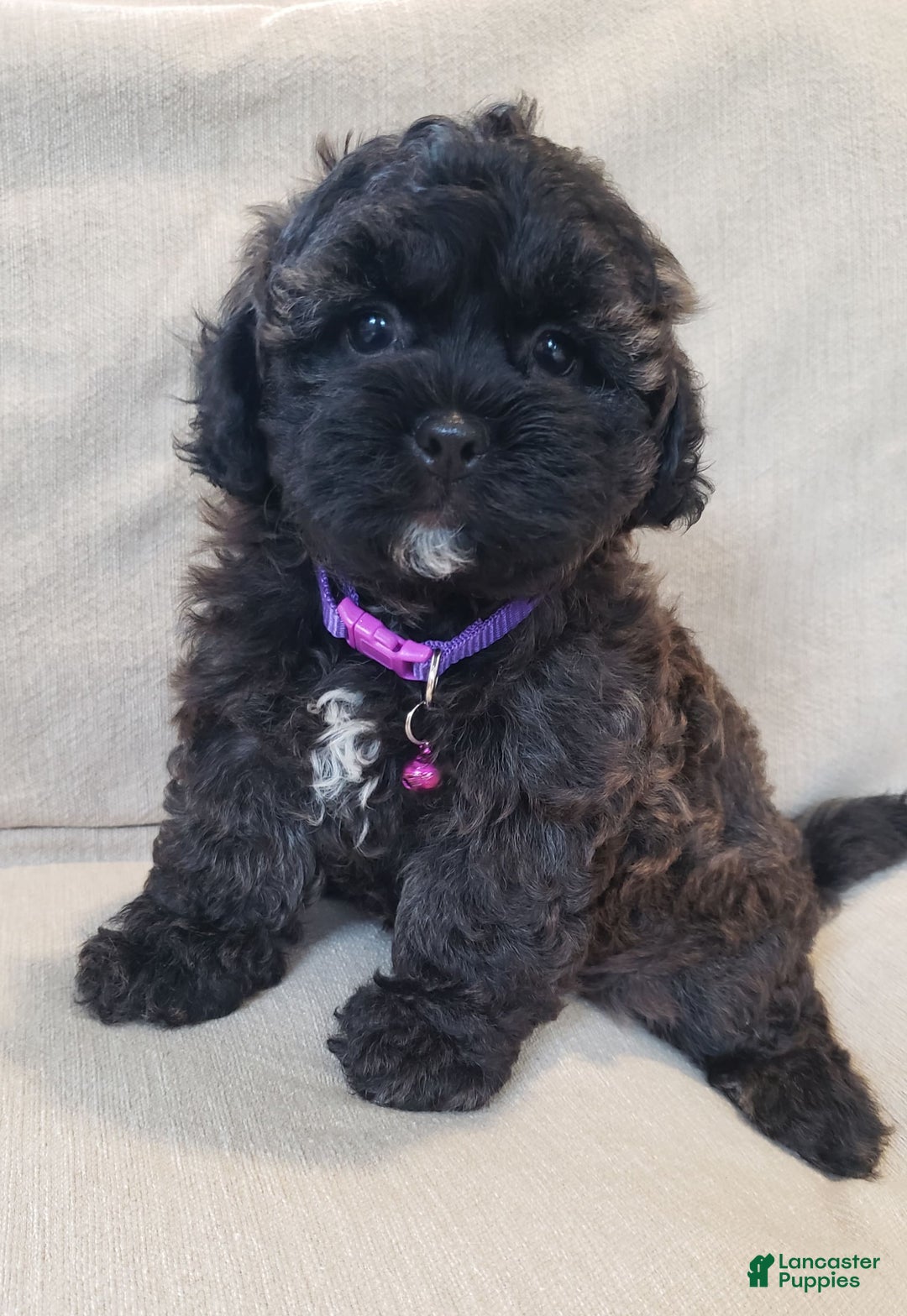 Shihpoo dogs for sale: Elsa - Image 4