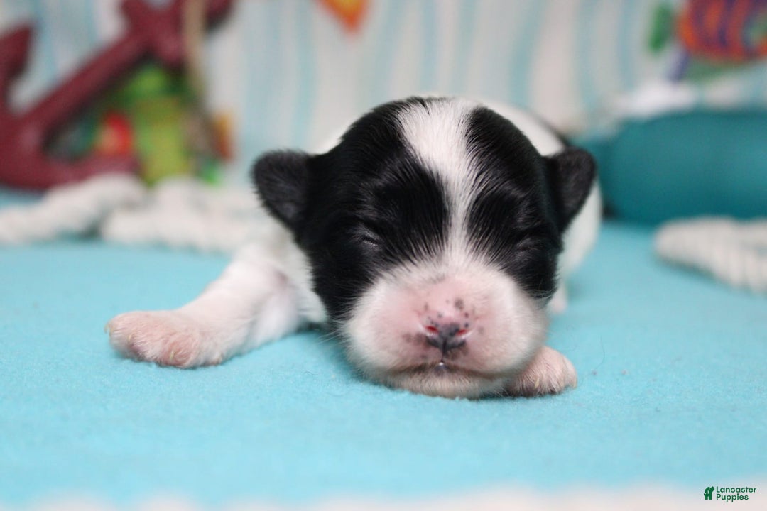 Morkie dogs for sale: Macchiato - Image 8