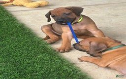 Rhodesian Ridgeback dogs for sale: Blaze - Image 5