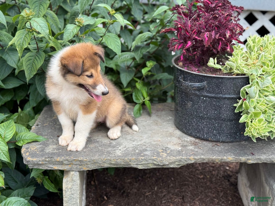 Collie dogs for sale: Aster - Image 10