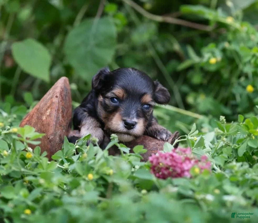 Yorkiepoo dogs for sale: Theo - Image 1