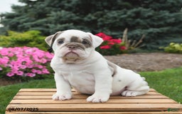 English Bulldog dogs for sale: English Bulldog 4 puppies - Image 12
