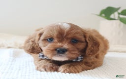 Cavapoo dogs for sale: Fynn - Image 5