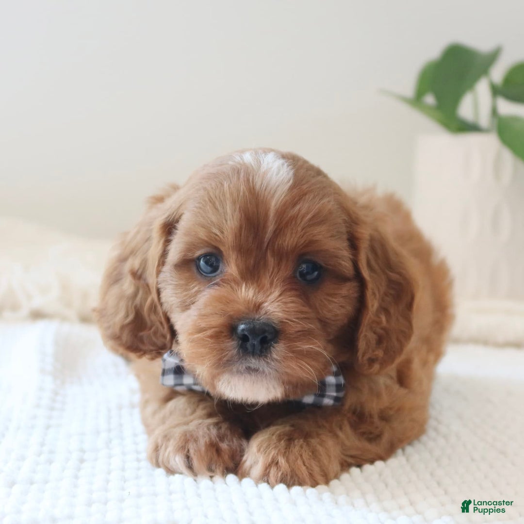 Cavapoo dogs for sale: Fynn - Image 5
