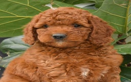 Mini Goldendoodle dogs for sale: Nala - Image 10