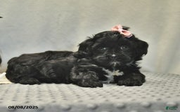 Shihpoo dogs for sale: Rain - Image 3