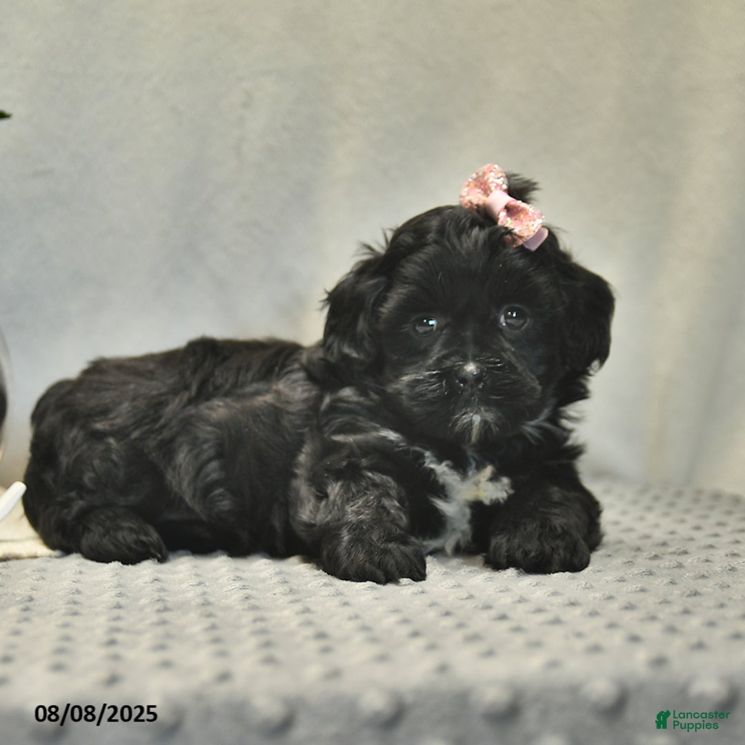 Shihpoo dogs for sale: Rain - Image 3