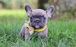 French Bulldog dogs for sale: French Bulldog 3 puppies - Image 9