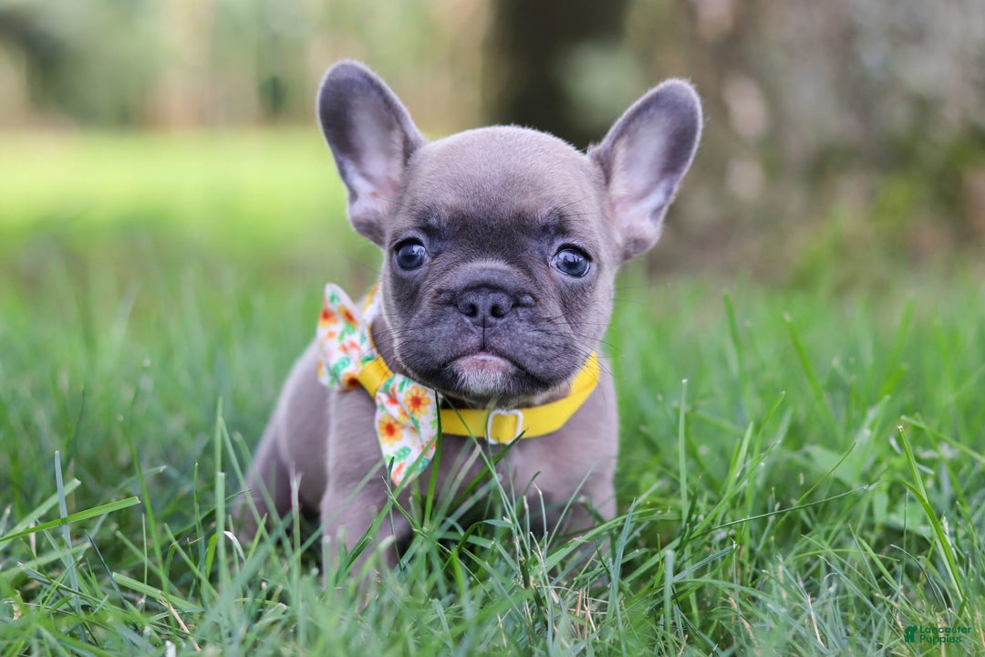 French Bulldog dogs for sale: French Bulldog 3 puppies - Image 9