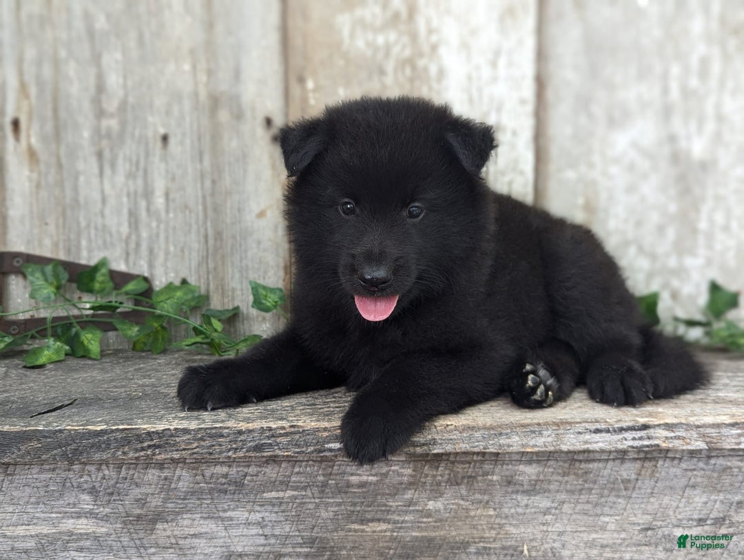 categoriesInfo:categoryAttributeOptions.pets.dogs.breed.belgianGroenendael dogs for sale: Jasper - Image 9