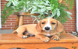 Miniature Dachshund dogs for sale: Teddy - Image 3