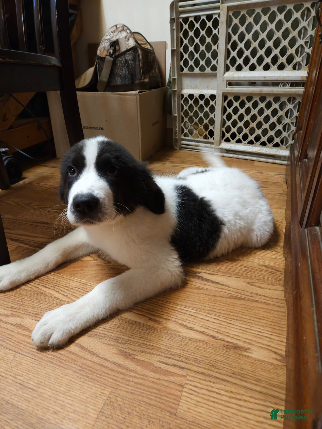 Great Pyrenees dogs for sale: Trish - Image 2