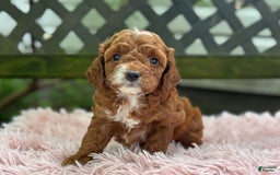 Cavapoo dogs for sale: Bella - Image 8