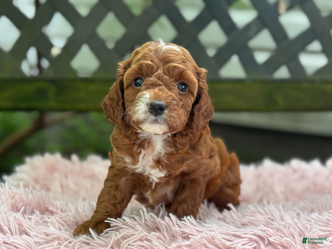 Cavapoo dogs for sale: Bella - Image 8